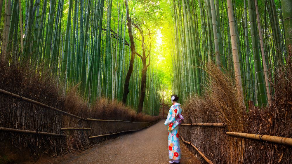 FOTO: Bambusový les Sagano je jedno z nejmagičtějších míst v Japonsku